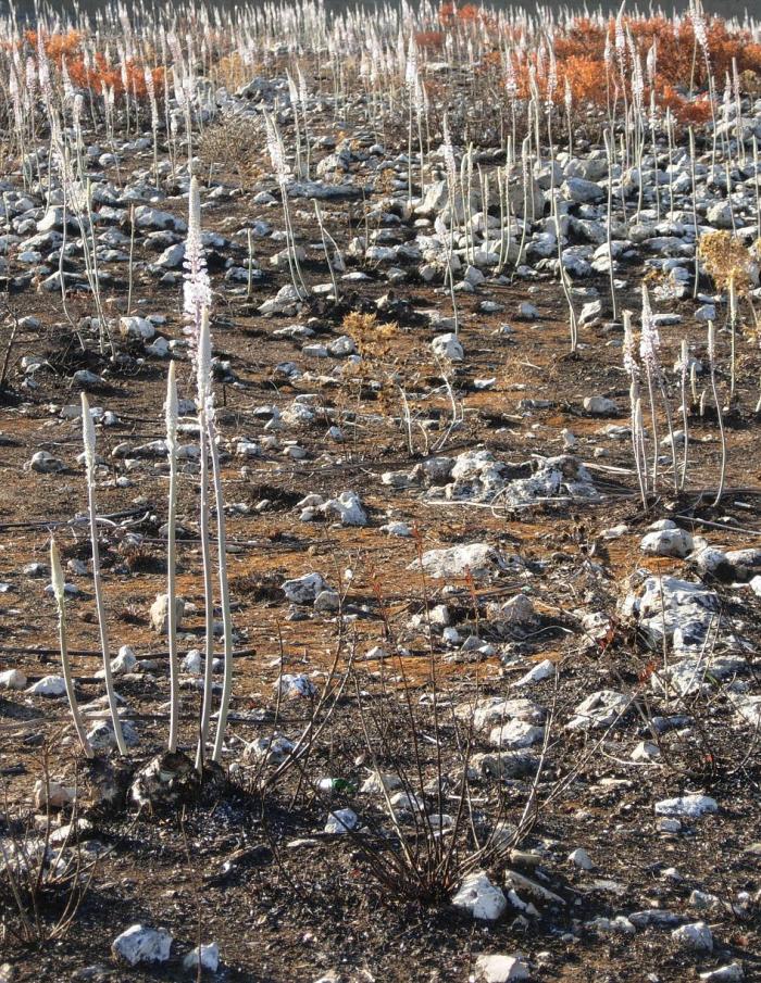 Copia_di_burnt_landscape