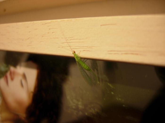 Copia_di_si_fest_2010_001