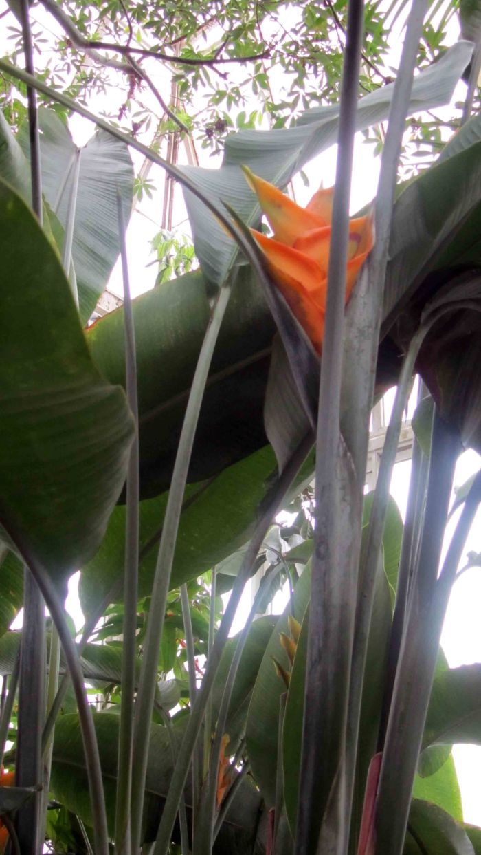 New_york_botanical_garden_5