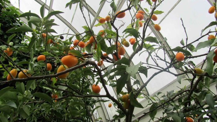 New_york_botanical_garden_20