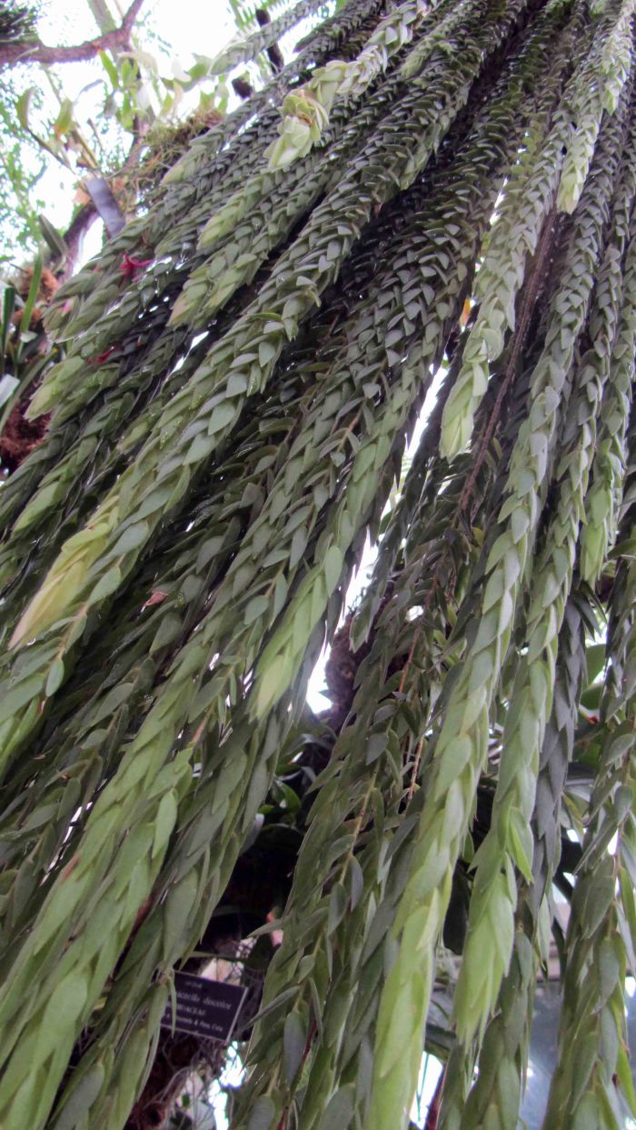 New_york_botanical_garden_10