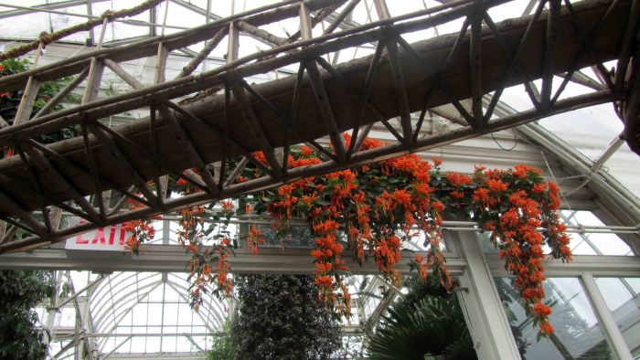 Botanical_garden_train_exhibition_16