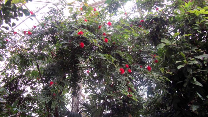 New_york_botanical_garden_19