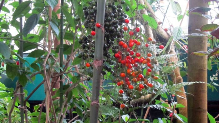 New_york_botanical_garden_17