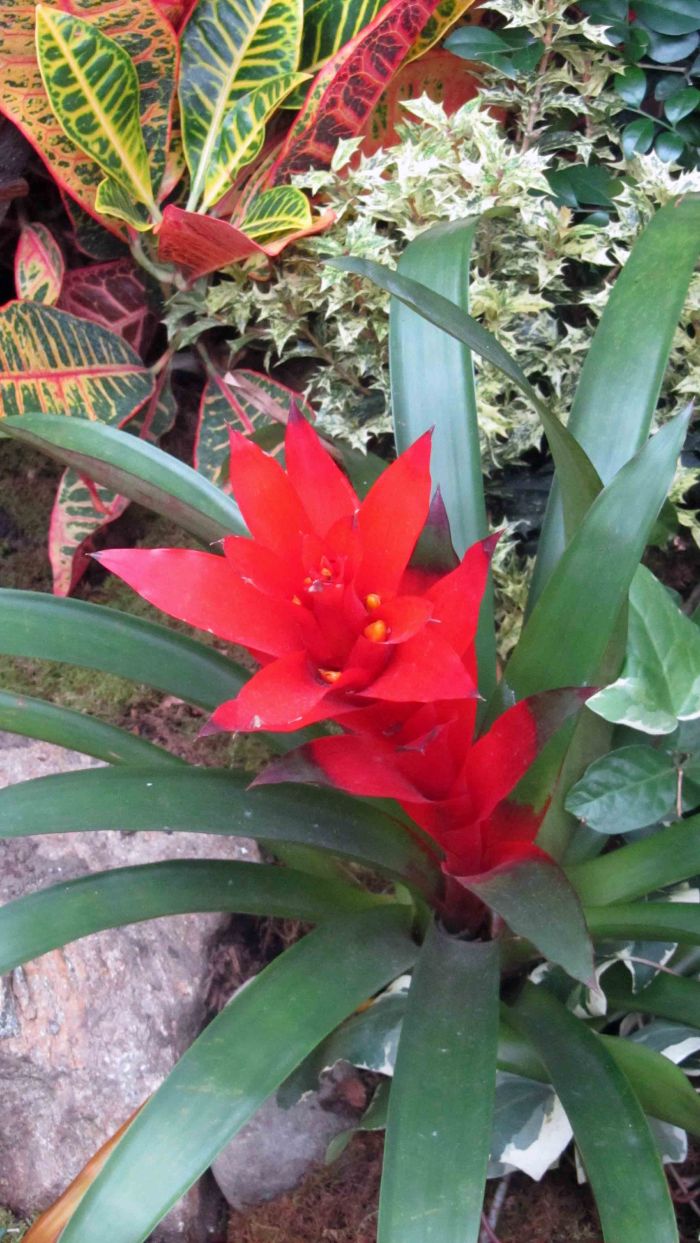 Botanical_garden_train_exhibition_33