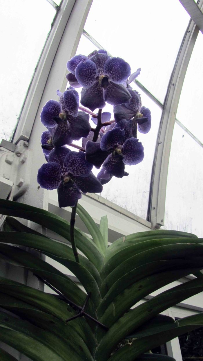 New_york_botanical_garden_12