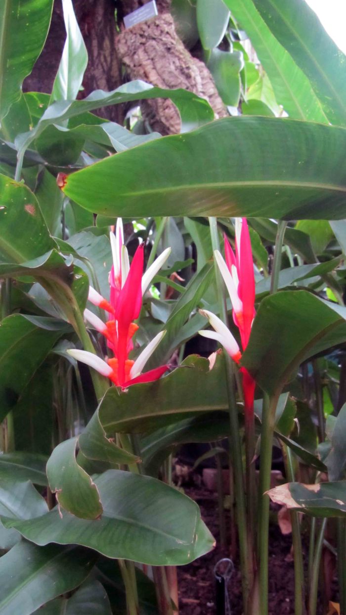 New_york_botanical_garden_4