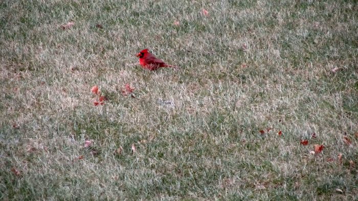 New_york_botanical_garden_34