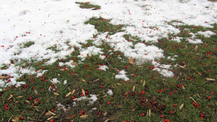 New_york_botanical_garden_33