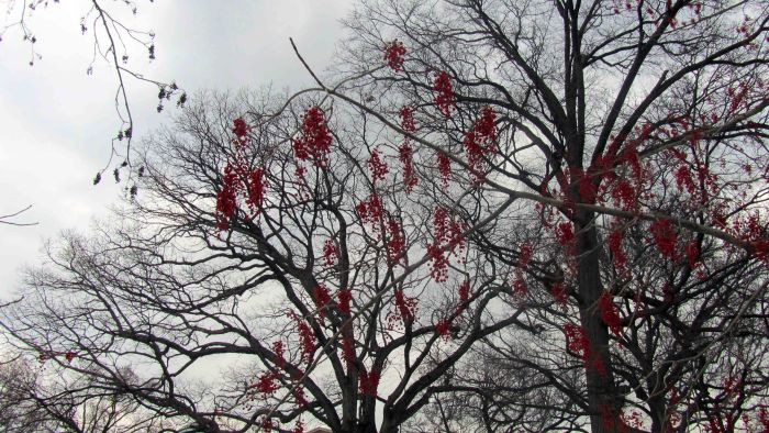 New_york_botanical_garden_29