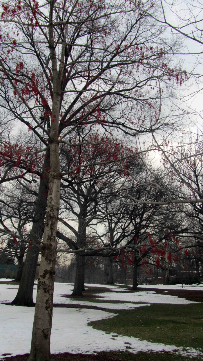 New_york_botanical_garden_32