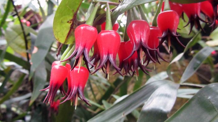 New_york_botanical_garden_18