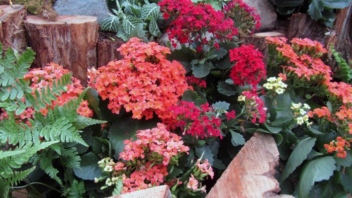 Botanical_garden_train_exhibition_15