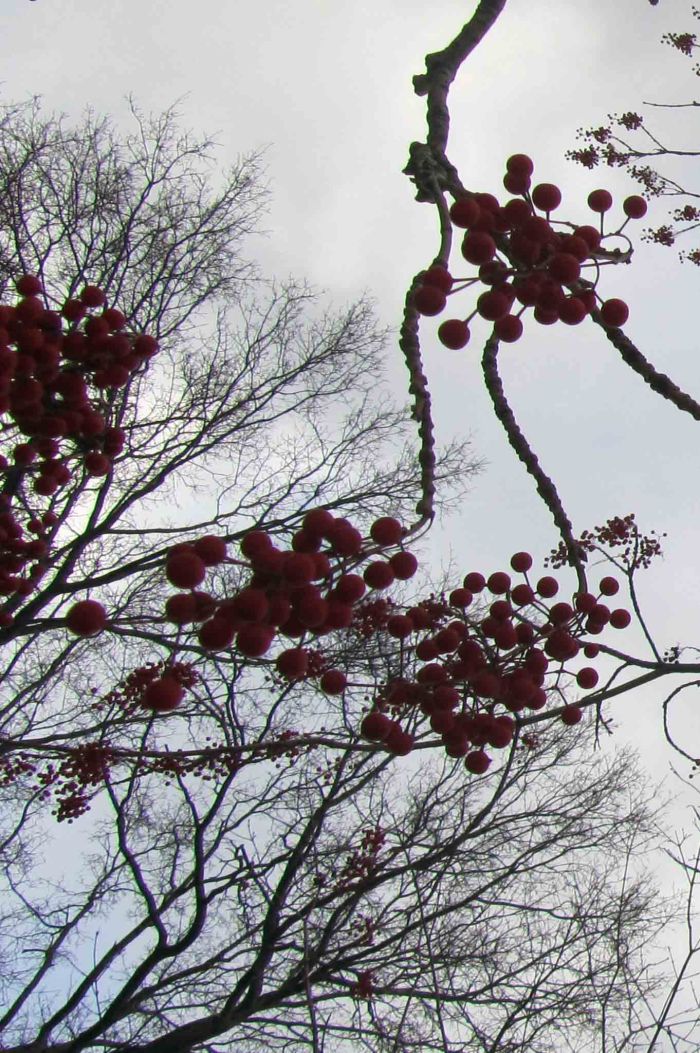 New_york_botanical_garden_31