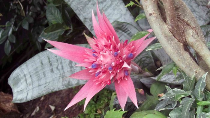 Botanical_garden_train_exhibition_9