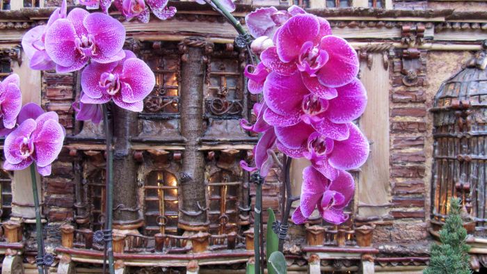 Botanical_garden_train_exhibition_30