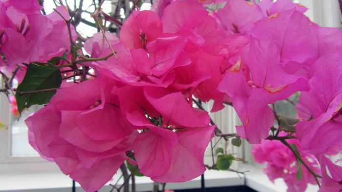 New_york_botanical_garden_24