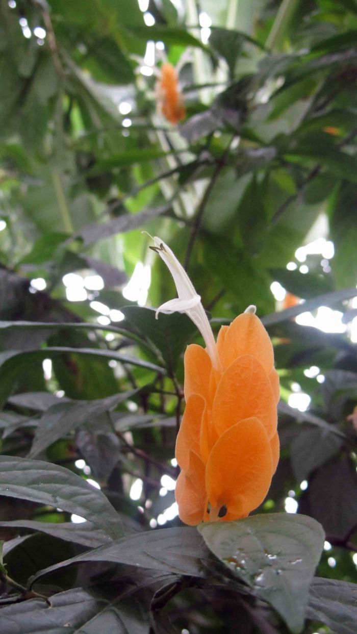 New_york_botanical_garden_3