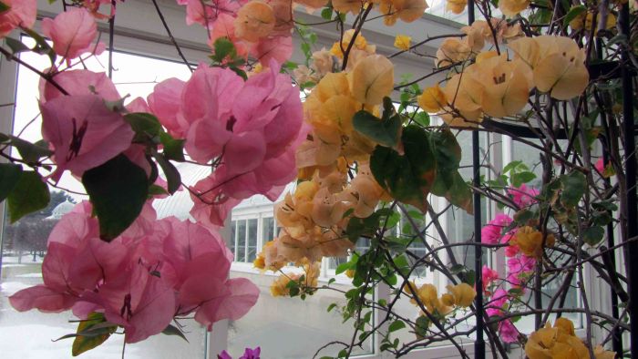 New_york_botanical_garden_23