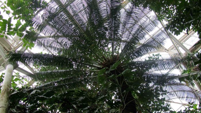 New_york_botanical_garden_6