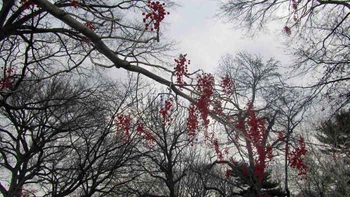 New_york_botanical_garden_30