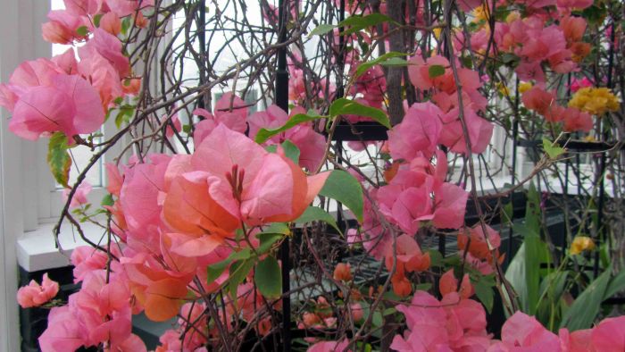 New_york_botanical_garden_21