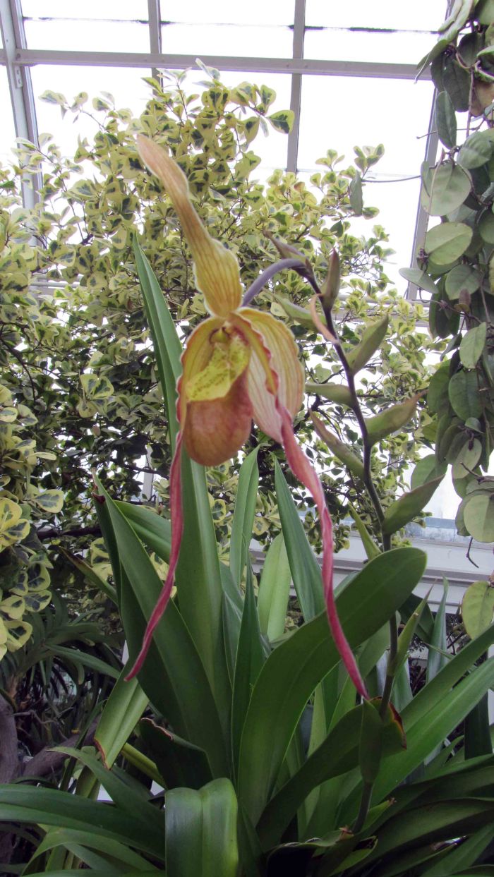 New_york_botanical_garden_13