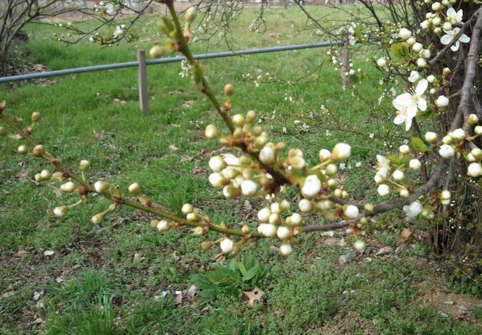 Silente_-_welcome_spring_2011_6