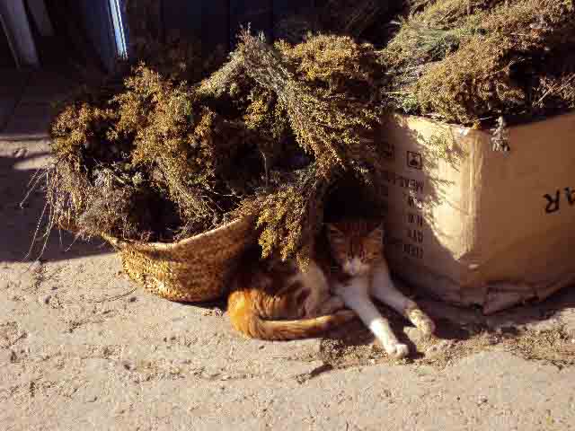 Silente_in_marrakech_1