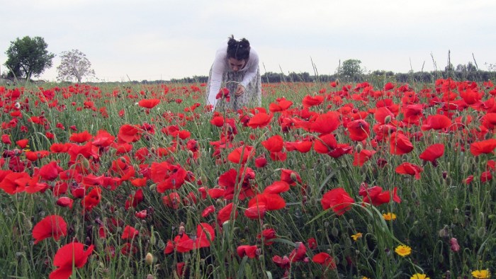 Red_field_3