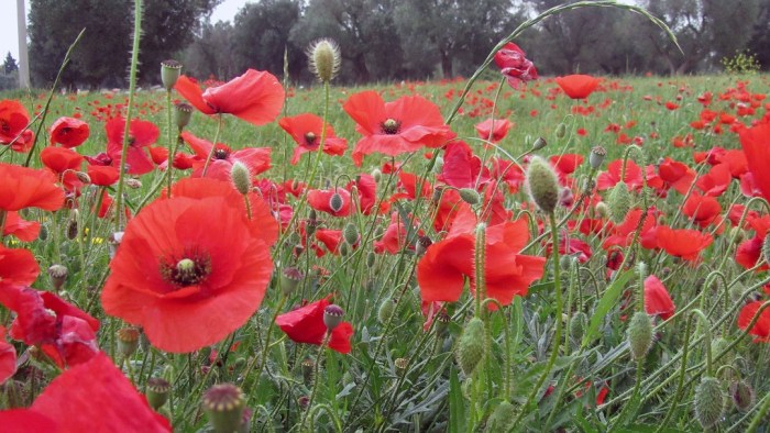 Red_field_8