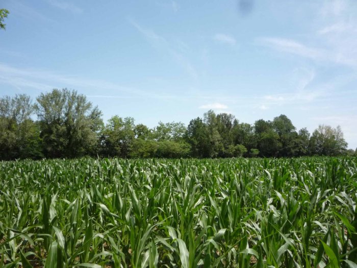 Silente_becomes_you_1_7