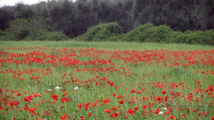 Red_field_7