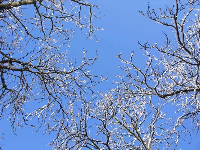 Silente_welcome_winter_3