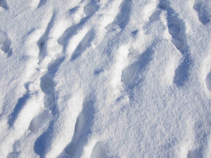 Silente_welcome_winter_4