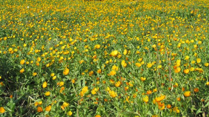 Silente_valentina_029