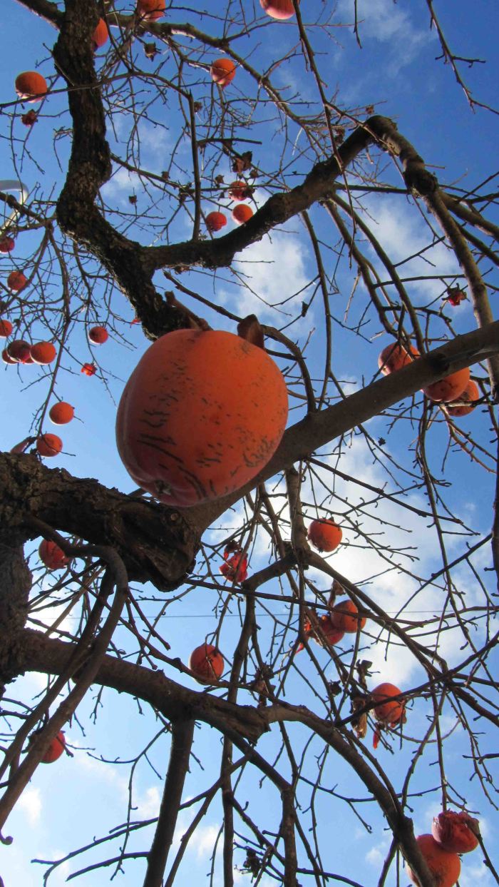 Silente_valentina_059