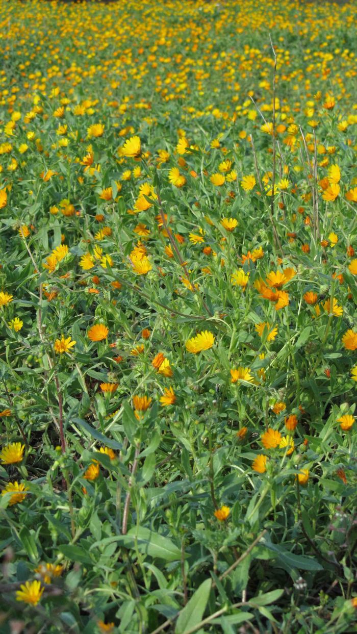 Silente_valentina_030