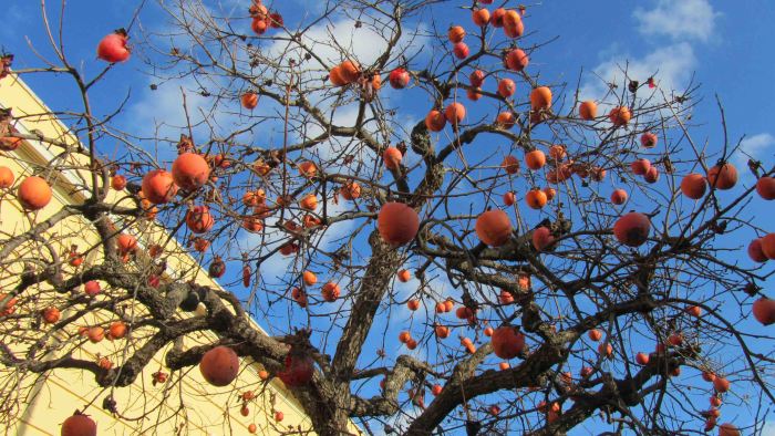 Silente_valentina_064