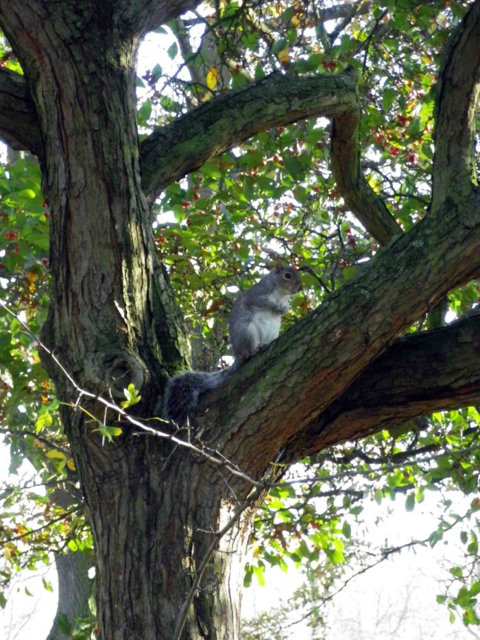 Silente_welcome_autumn_2012_7