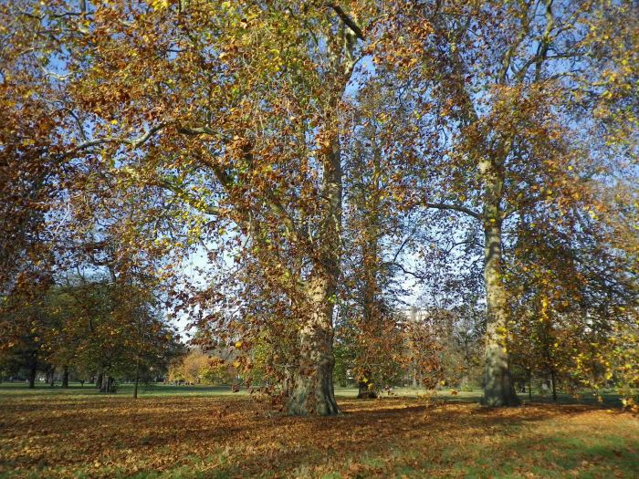 Silente_welcome_autumn_2012_6