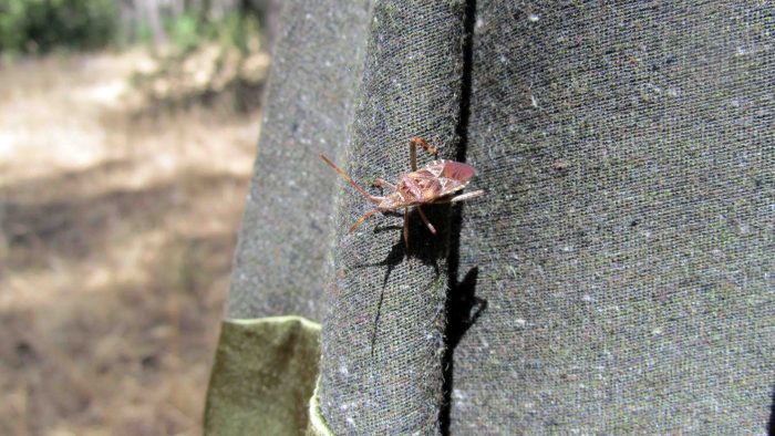 Silente_per_attilio_imperiali_eleonora_n3_4