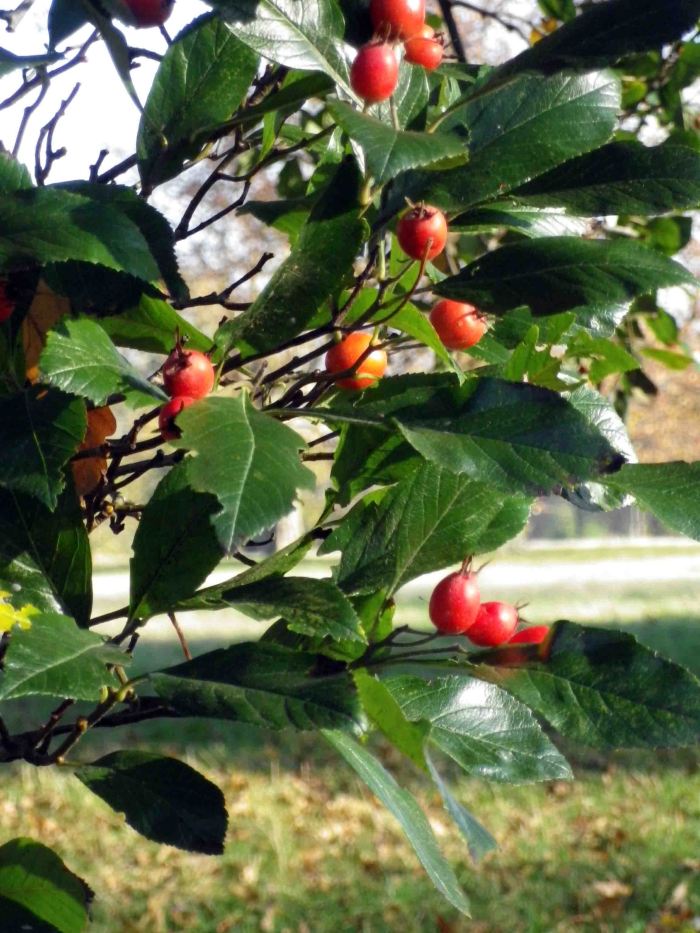 Silente_welcome_autumn_2012_9